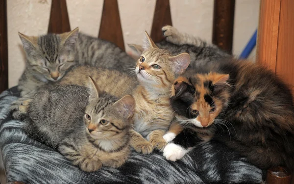 Cute kittens on the couch — Stock Photo, Image