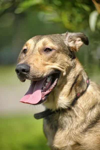 Light brown crossbreed dog for a walk — Stock Photo, Image