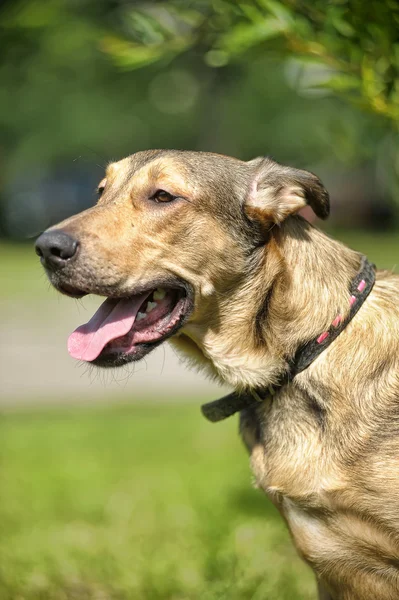 Lekki brązowy mieszaniec psa na spacer — Zdjęcie stockowe