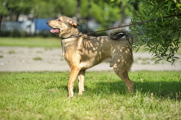 Perro cruzado marrón claro para un paseo —  Fotos de Stock