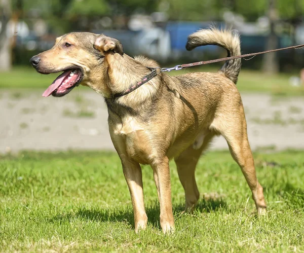 Lekki brązowy mieszaniec psa na spacer — Zdjęcie stockowe