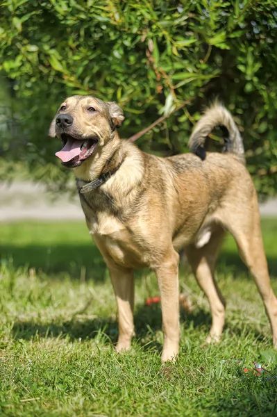 Perro cruzado marrón claro para un paseo — Foto de Stock