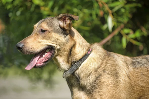 Светло-коричневый пес для прогулки — стоковое фото