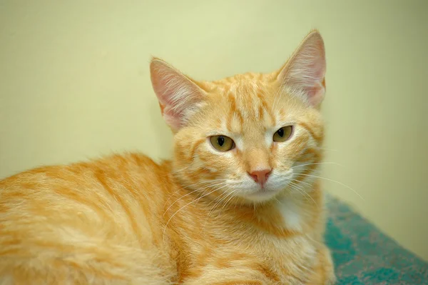 Gato de gengibre bonito — Fotografia de Stock