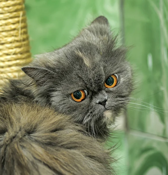 Gato persa cinza — Fotografia de Stock