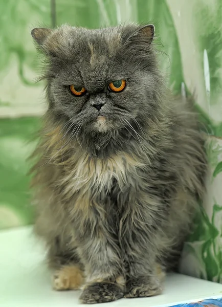 Gatto persiano grigio — Foto Stock