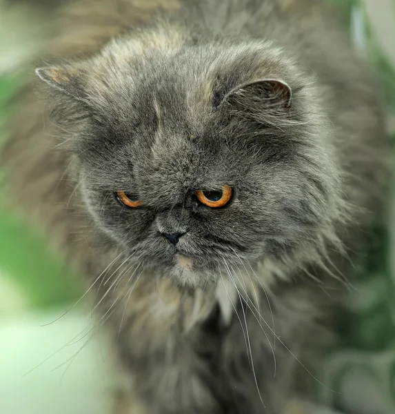 灰色波斯猫 — 图库照片