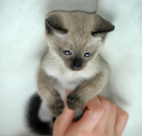 Gatito siamés — Foto de Stock