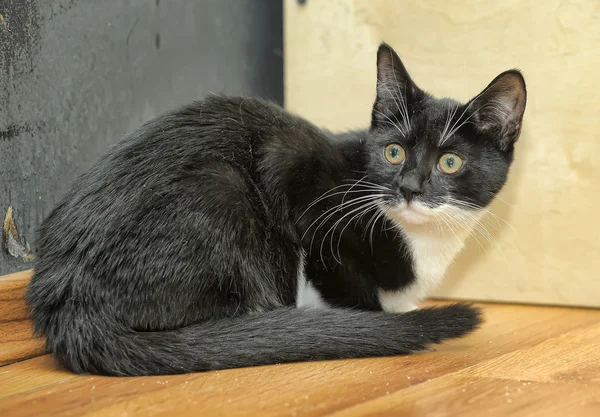 Gato preto — Fotografia de Stock