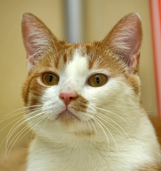 Gatto rosso e bianco — Foto Stock