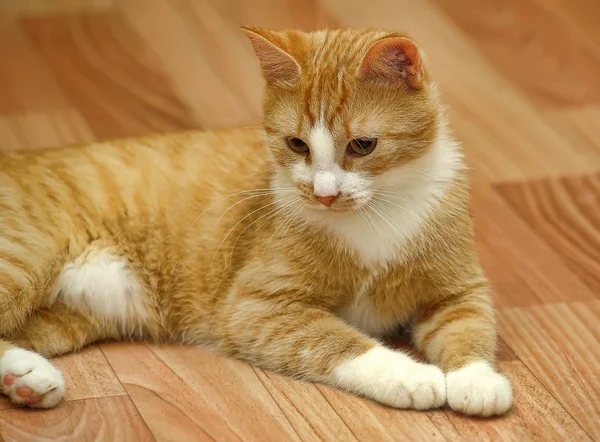 Cat on floor — Stock Photo, Image