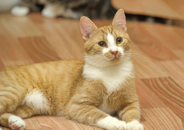 Katze auf dem Boden — Stockfoto