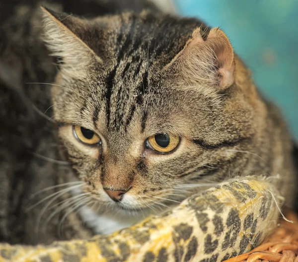 Tabby katt porträtt — Stockfoto