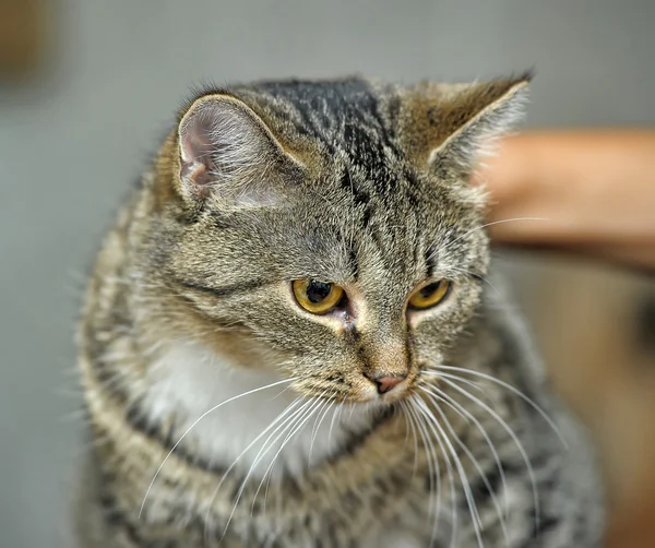 Ritratto del gatto da tavolo — Foto Stock