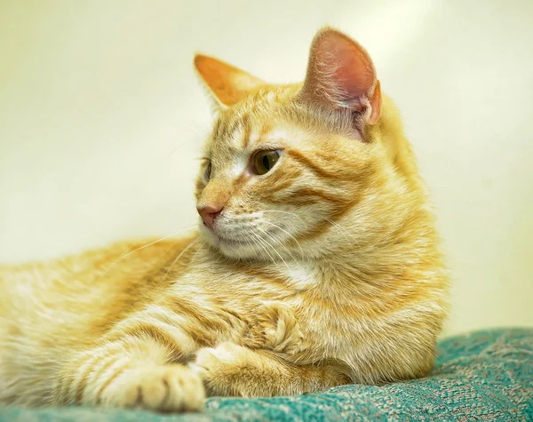 Gato vermelho — Fotografia de Stock