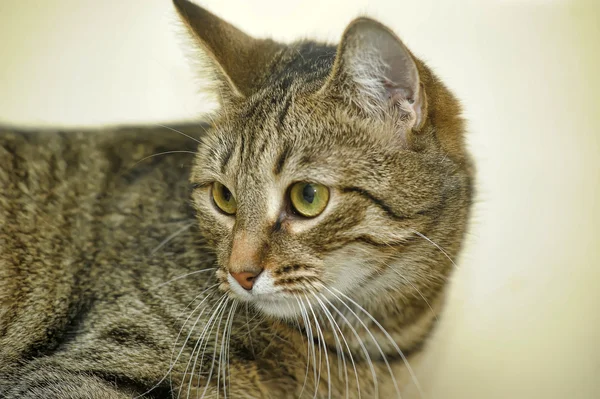 Tabby cat portrait — Stock Photo, Image