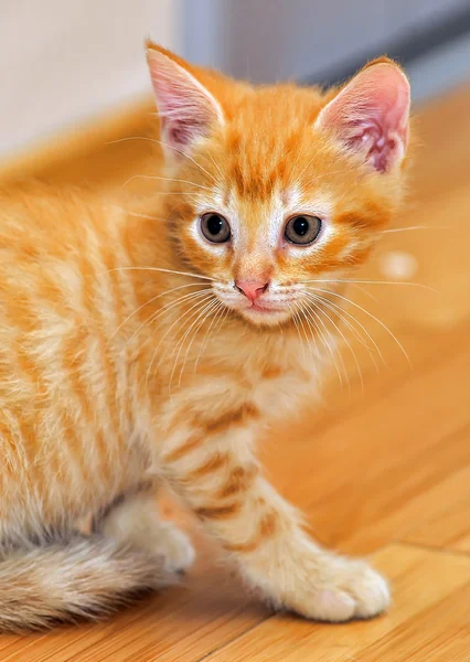 Rotes Kätzchen — Stockfoto