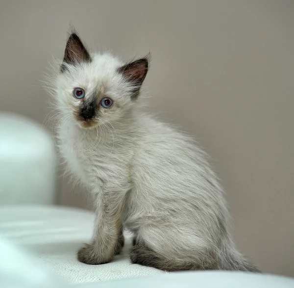 Uroczy kotek Syjamski — Zdjęcie stockowe