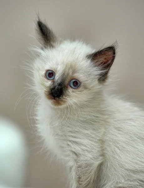 Charming Siamese kitten — Stock Photo, Image