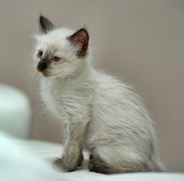 Encantador gatito siamés —  Fotos de Stock