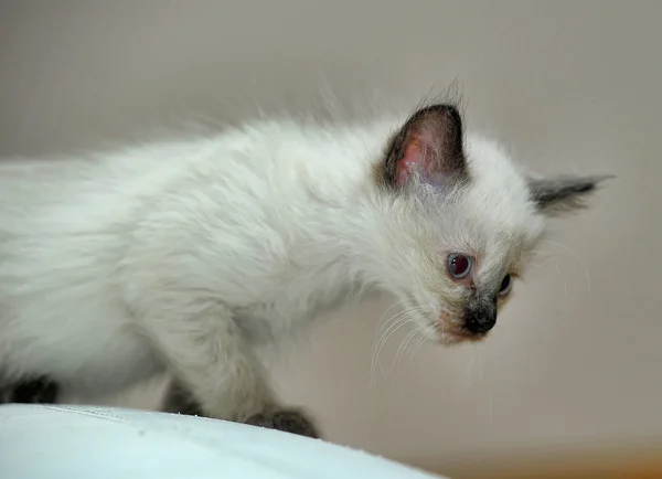 Charming Siamese kitten — Stock Photo, Image