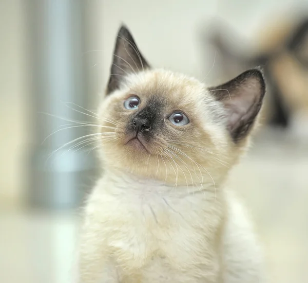 Encantador gatito siamés —  Fotos de Stock