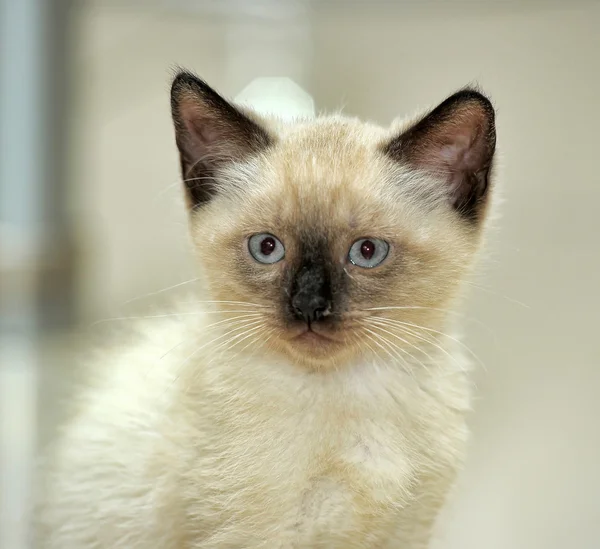 Encantador gatito siamés —  Fotos de Stock