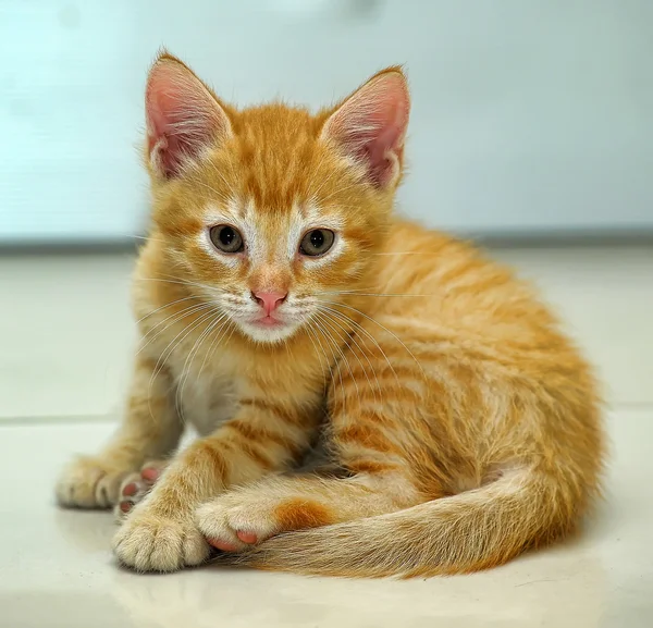 Red kitten — Stock Photo, Image