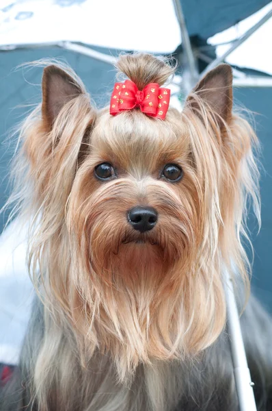 Terrier de York — Foto de Stock