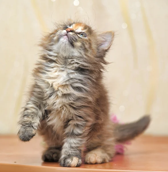 Pequeño gatito — Foto de Stock