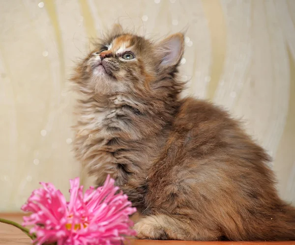 Пухнастий кошеня з квіткою — стокове фото