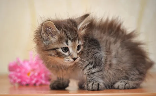 Çiçek kabarık kedi yavrusu — Stok fotoğraf