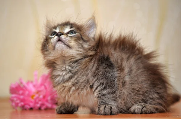 꽃으로 솜 털 고양이 — 스톡 사진