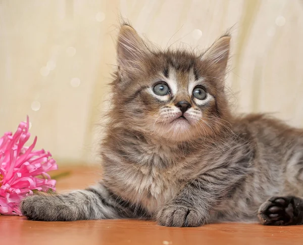 Gatinho fofo com uma flor — Fotografia de Stock