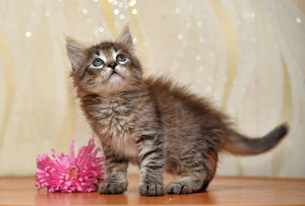 Gattino morbido con un fiore — Foto Stock