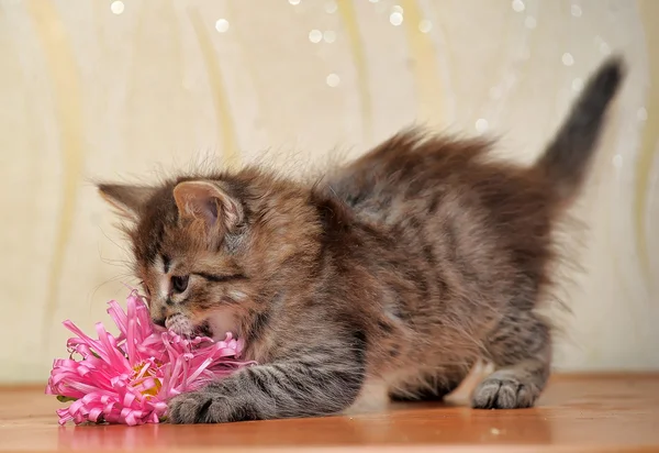 Çiçek kabarık kedi yavrusu — Stok fotoğraf