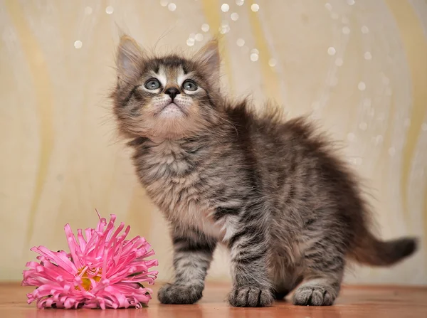 Gatinho fofo com uma flor — Fotografia de Stock