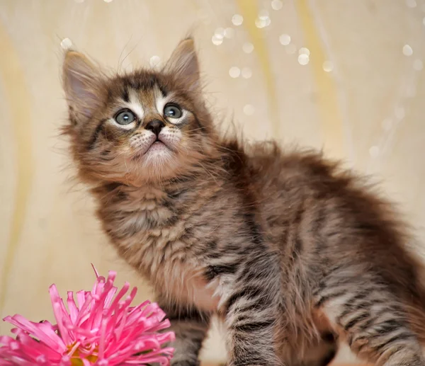Αφράτο γατάκι με ένα λουλούδι — Φωτογραφία Αρχείου