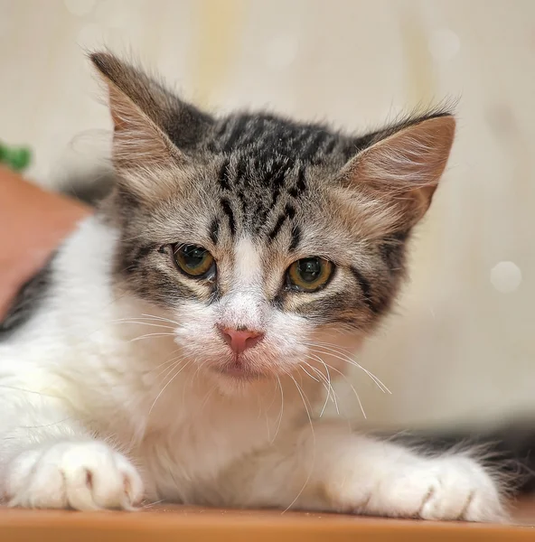 Gato cinzento e branco — Fotografia de Stock