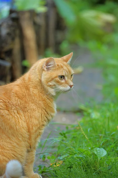 Yeşil çimenlerin üzerinde Kızıl saçlı kedi — Stok fotoğraf