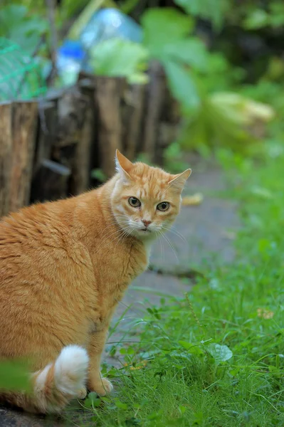 Redheaded cat on green grass — Stock Photo, Image
