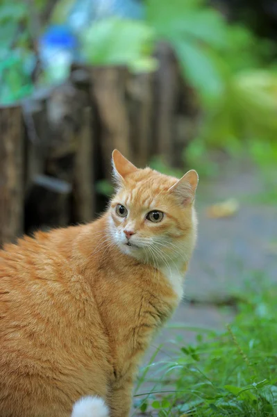 Redheaded cat on green grass — Stock Photo, Image