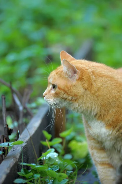 Gato ruivo na grama verde — Fotografia de Stock