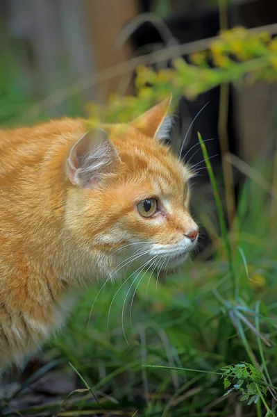 Рудий кіт на зеленій траві — стокове фото