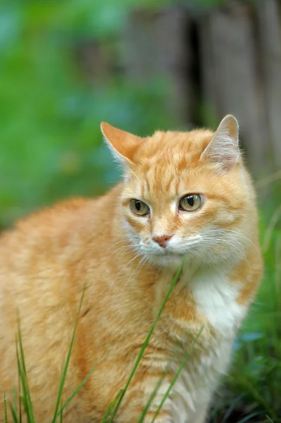 Rödhåriga katt på grönt gräs — Stockfoto