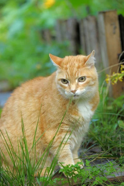在绿色草地上的红发猫 — 图库照片