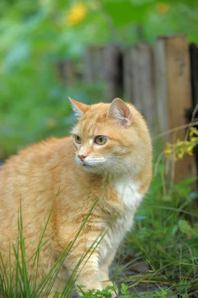 Yeşil çimenlerin üzerinde Kızıl saçlı kedi — Stok fotoğraf