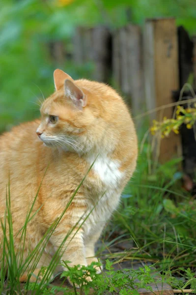 在绿色草地上的红发猫 — 图库照片