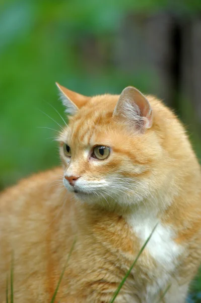 Redheaded cat on green grass — Stock Photo, Image