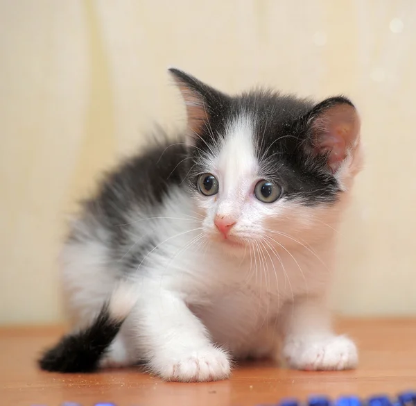 Gatinho preto e branco — Fotografia de Stock